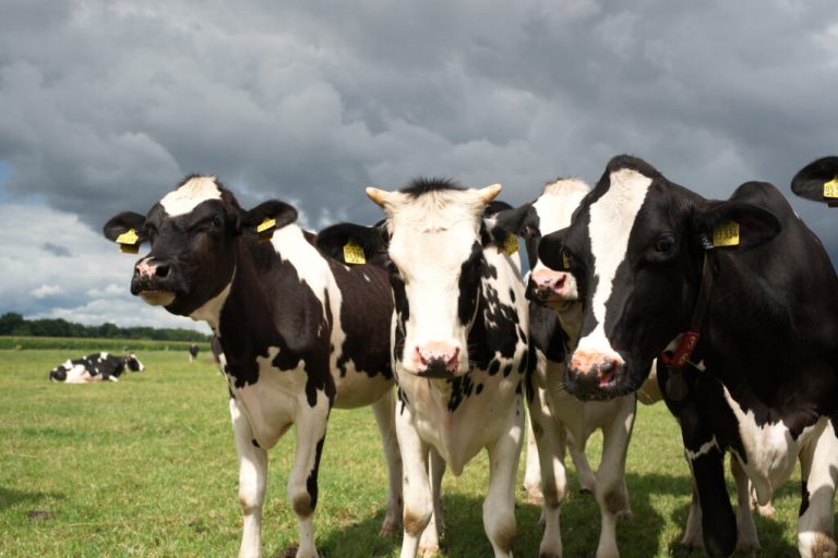 Blauzungenkrankheit: Landvolk ruft zur Impfung auf