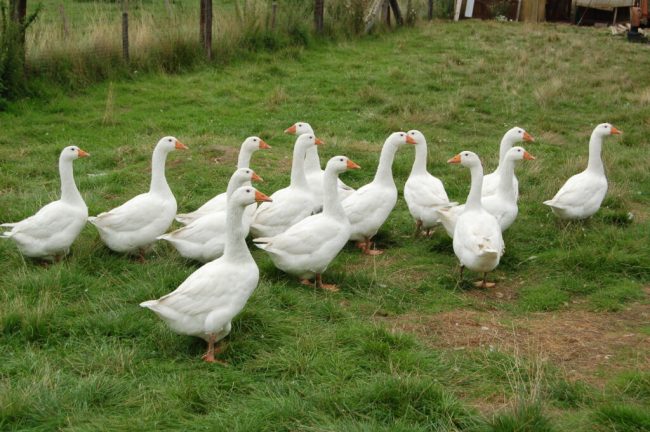 Hat die deutsche Gans zu Weihnachten noch eine Zukunft?