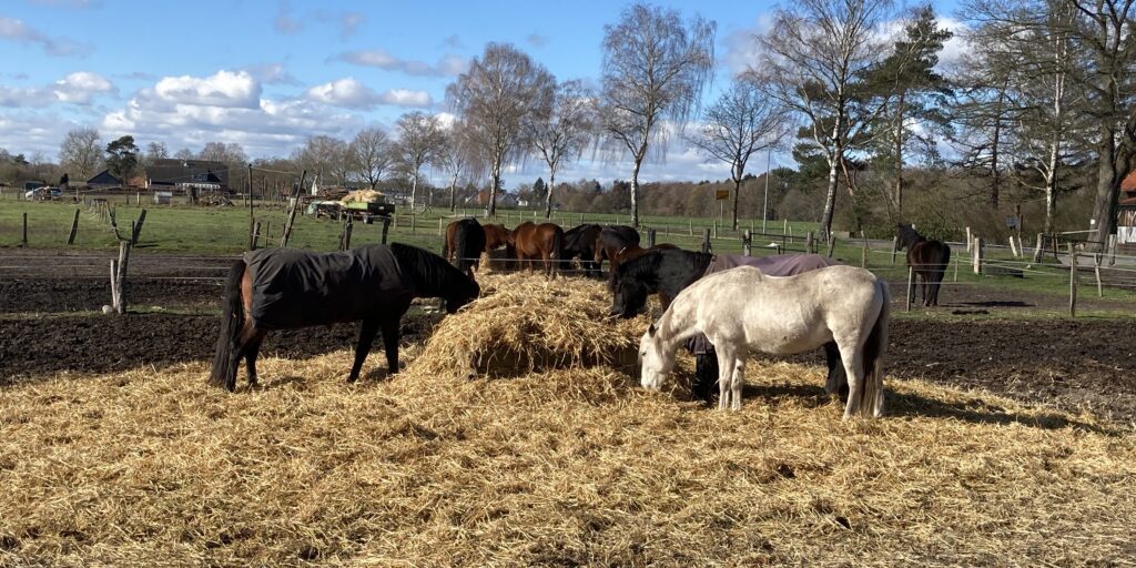 Pferde sind vermehrt vom West-Nil-Virus betroffen