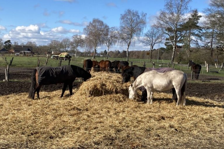 Pferde sind vermehrt vom West-Nil-Virus betroffen