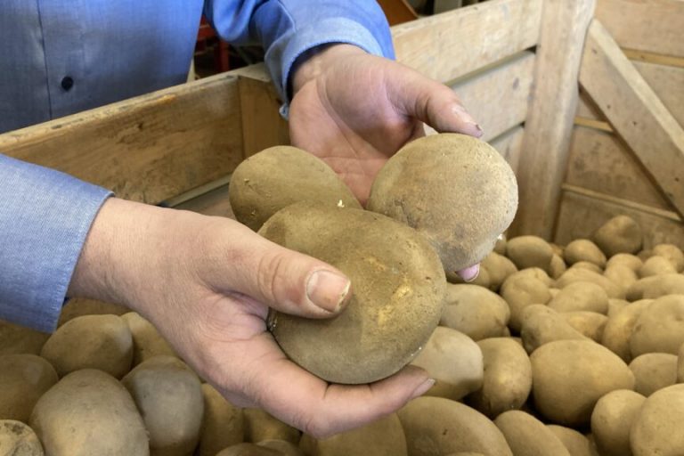 Zikade macht Kartoffel- und Rübenbauern das Leben schwer