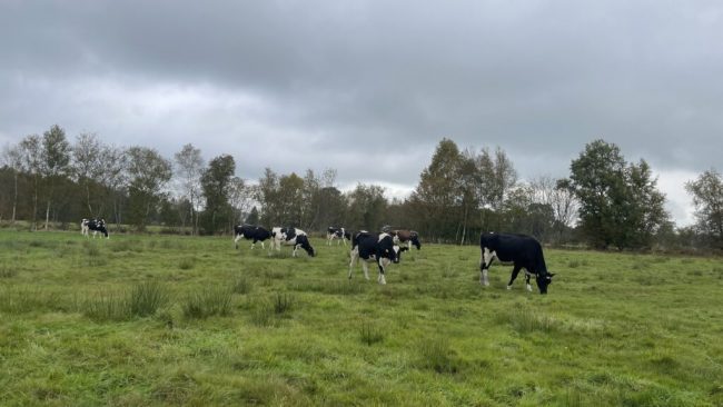 Natur- und Klimaschutz brauchen langfristige Finanzierung im Grünland
