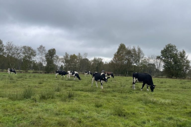 Natur- und Klimaschutz brauchen langfristige Finanzierung im Grünland