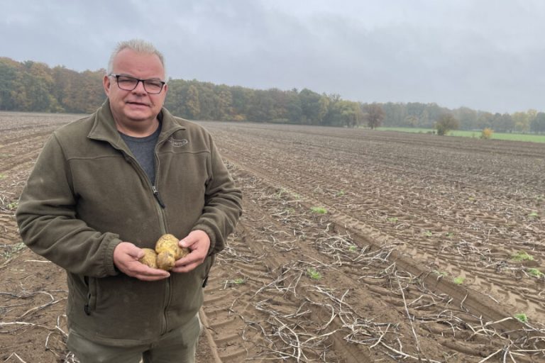 Prognose zur Kartoffel-Rekordernte wird Realität