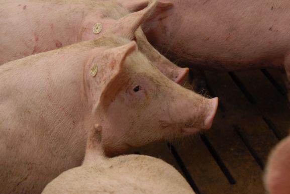 Erneut weniger Antibiotika-Einsatz in der Tierhaltung