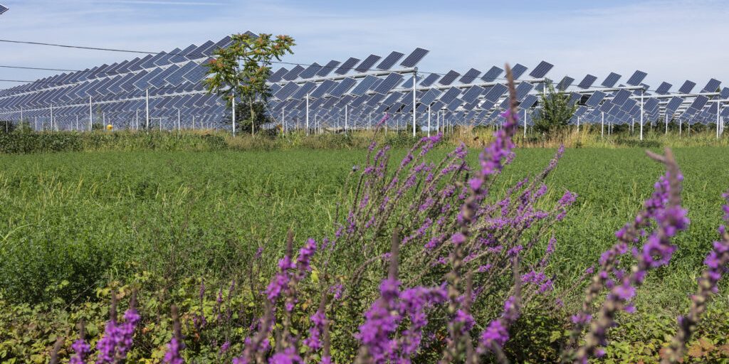 Lohnt sich Agri-PV auf dem Acker oder der Weide?