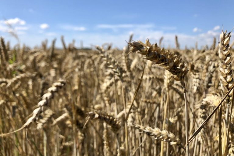Schwächelnde Weizenpreise belasten hiesigen Ackerbau