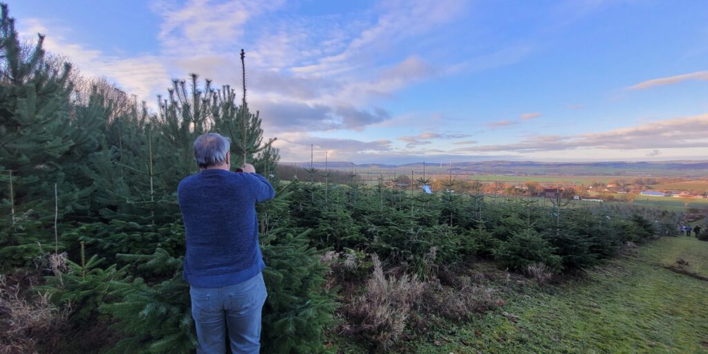 Angebot an Tannenbäumen weniger, aber ausreichend