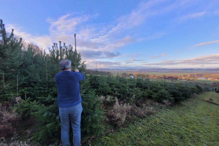 Angebot an Tannenbäumen weniger, aber ausreichend