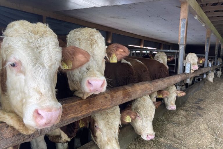 Warten aufs Förderprogramm zur Mastrinder-Leitlinie