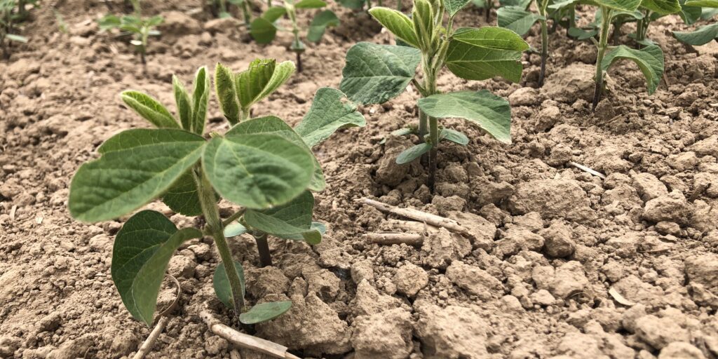 Sojabohnen erfolgreich in Niedersachsen anbauen