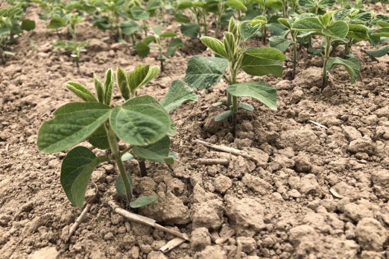 Sojabohnen erfolgreich in Niedersachsen anbauen