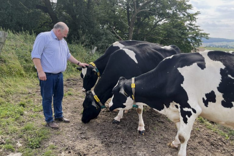 Stabile Milchpreise, sinkende Kuhzahlen
