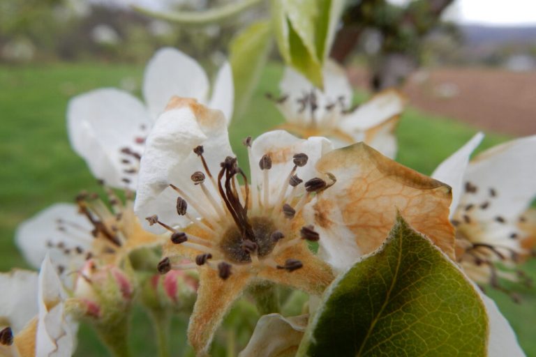EU-Krisenhilfe bei Frostschäden im Obst- und Weinbau