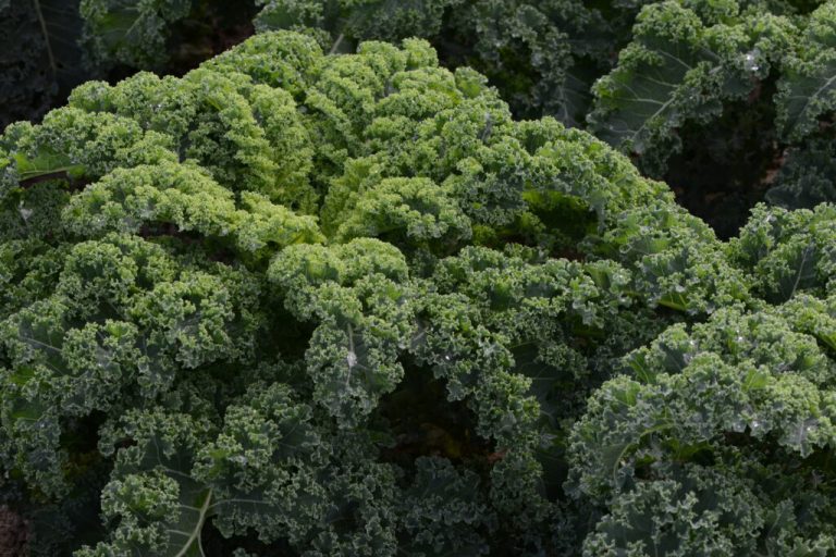 „Grünkohl hat das ganze Jahr nasse Füße gehabt“