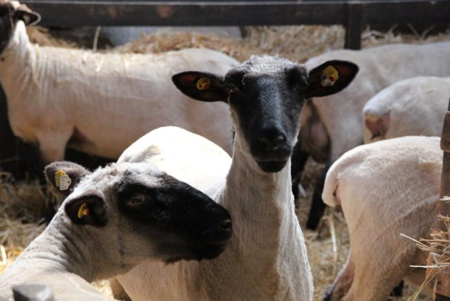 Tiere jetzt gegen die Blauzungenkrankheit impfen