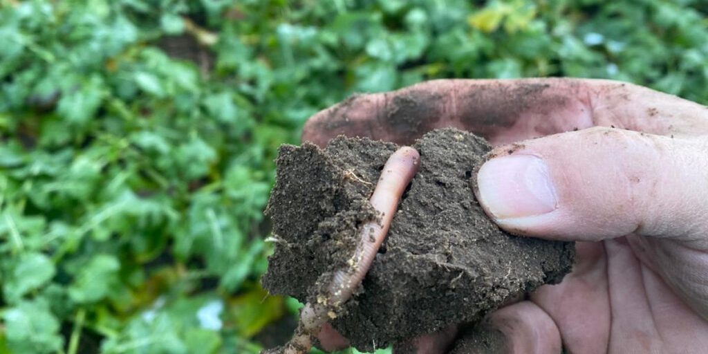 Der Regenwurm ist einer der wichtigsten Mitarbeiter
