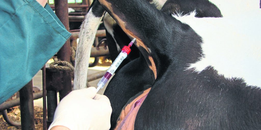 Tierärztemangel bringt große Probleme mit sich