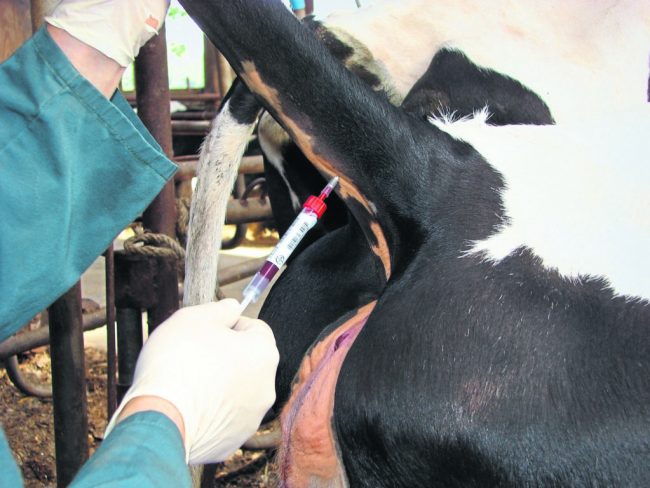 Tierärztemangel bringt große Probleme mit sich