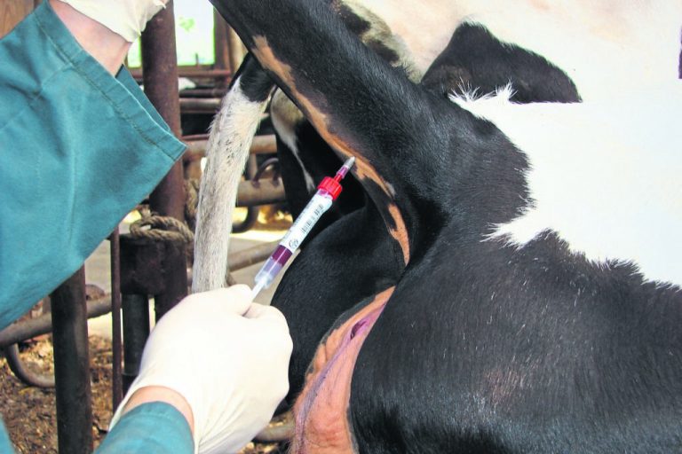 Tierärztemangel bringt große Probleme mit sich