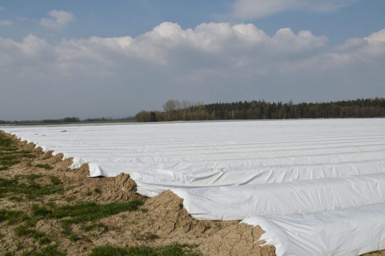 Spargel wird früher als im Vorjahr die Köpfchen recken