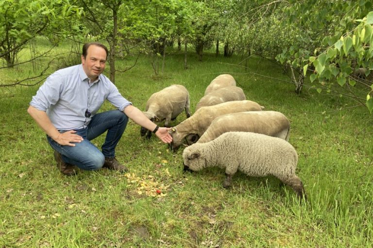 Der Wolf bleibt – Sorgen für Weidetierhalter wachsen