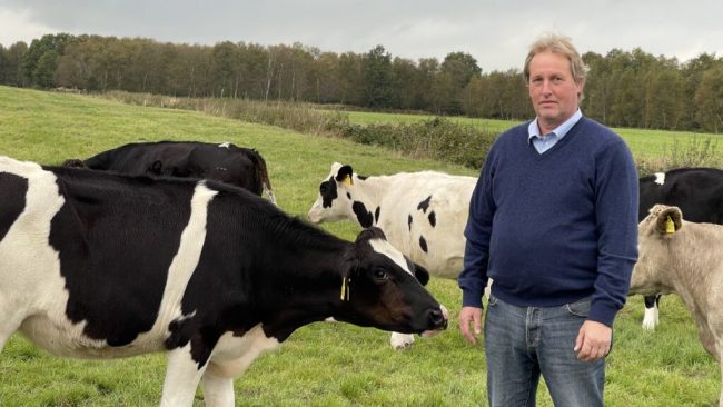 Gras ist der Schlüssel zu hochwertigem Futter für Kühe