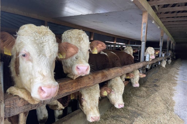 Rinderhalter kritisieren EU-Politik