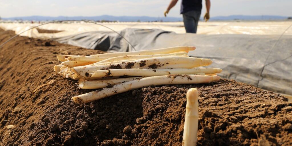 Trockenheit wird zum Problem für Freiland-Spargel