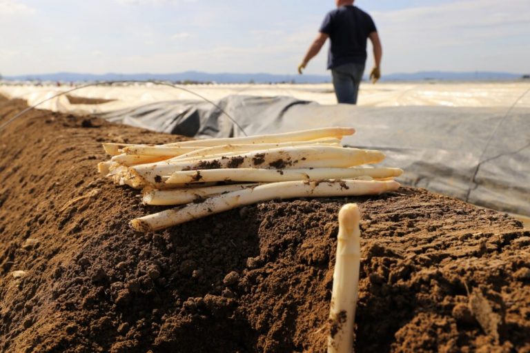 Trockenheit wird zum Problem für Freiland-Spargel