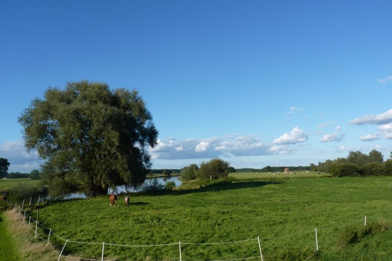 Beweidung_Pferde_Kühe