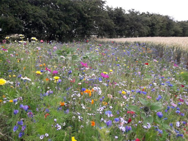Blühstreifen für mehr Biodiversität