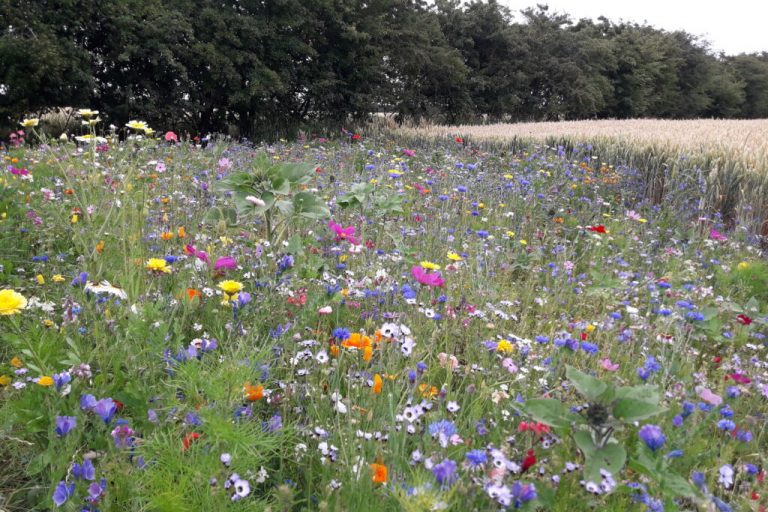 Blühstreifen für mehr Biodiversität