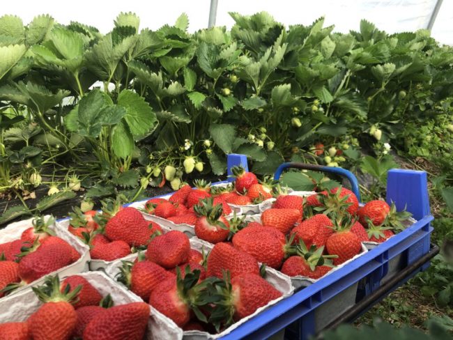 Mit regionalen Erdbeeren den Sommer schmecken