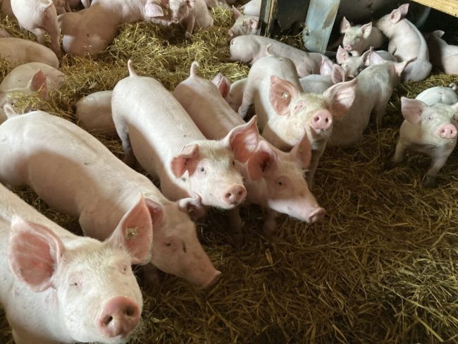 Im ASP-Krisenfall wirkungsvoll kommunizieren