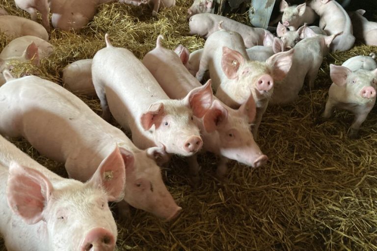 Im ASP-Krisenfall wirkungsvoll kommunizieren