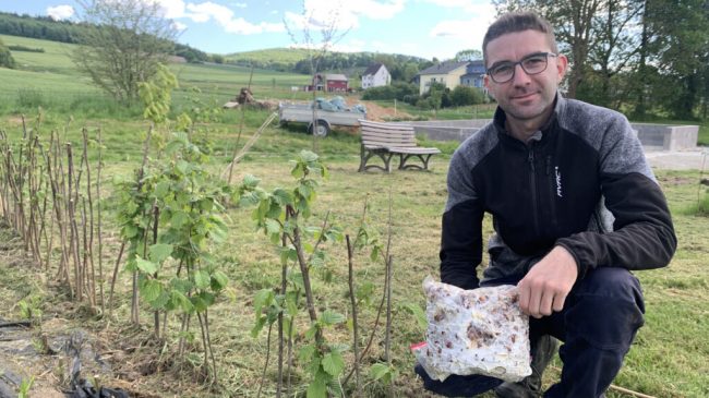 Wenn aus Nüssen Pilze werden
