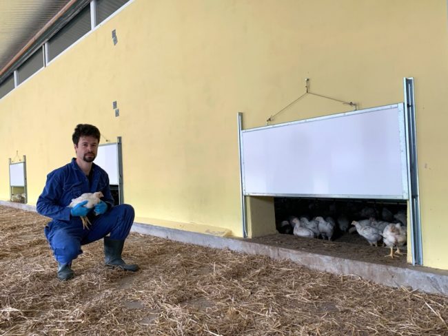 Gut gedacht, schlecht gemacht – drohender Strukturbruch statt Tierwohl für Bio-Küken