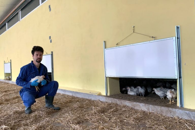 Gut gedacht, schlecht gemacht – drohender Strukturbruch statt Tierwohl für Bio-Küken