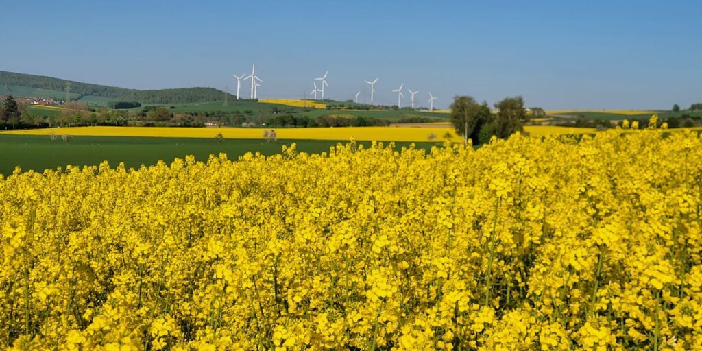 Rapsblüte in Niedersachsen: Früh, kräftig, hoffnungsvoll