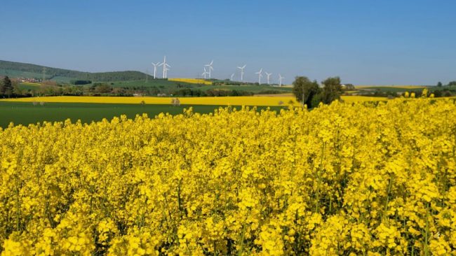 Rapsblüte in Niedersachsen: Früh, kräftig, hoffnungsvoll