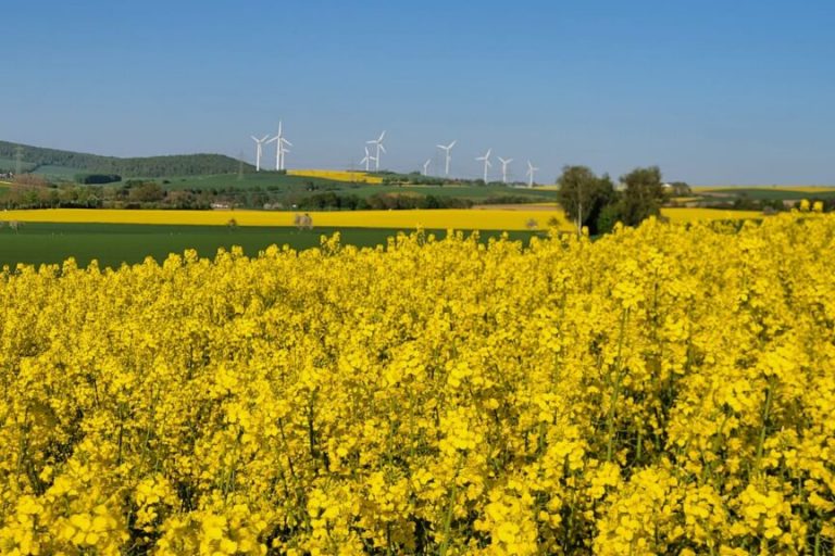 Rapsblüte in Niedersachsen: Früh, kräftig, hoffnungsvoll