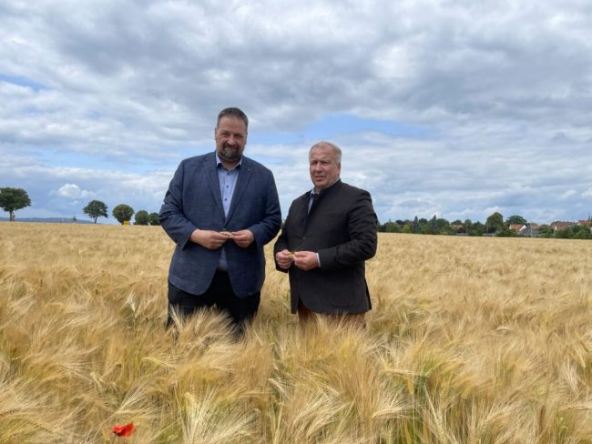 Getreidequalität bereitet Landvolk Sorgen: Regen allein reicht nicht