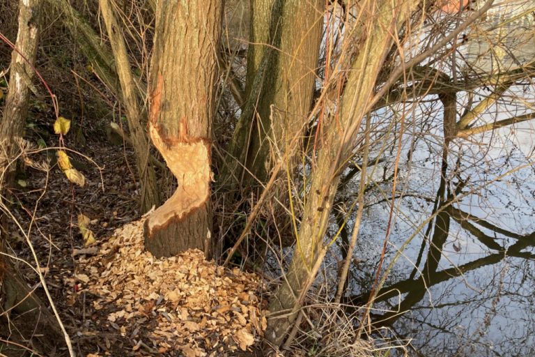 Bibermanagement verärgert Niedersachsens Landwirte