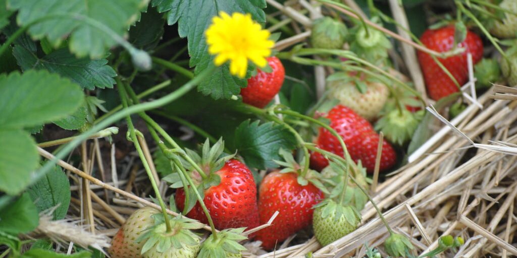 Spargel und Erdbeeren krönen den Sommeranfang