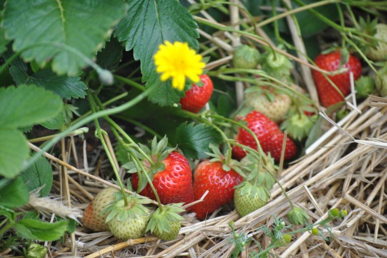Spargel und Erdbeeren krönen den Sommeranfang