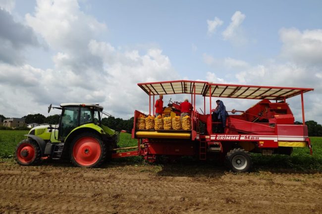Reife Frühkartoffeln starten stark in die Saison