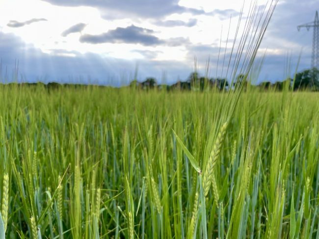 Braugerste – Königin auf dem Acker, Krone im Glas