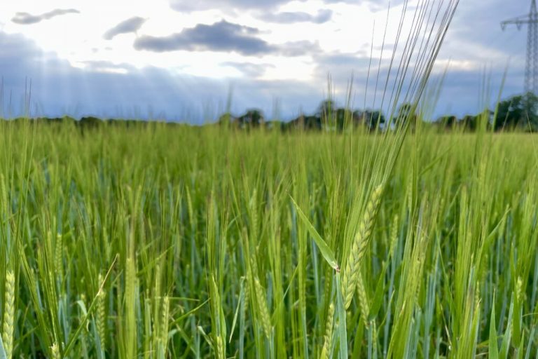 Braugerste – Königin auf dem Acker, Krone im Glas
