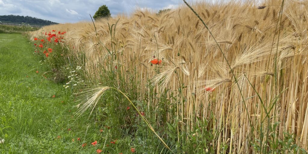 Mit neuem Monitoring-System Biodiversität in Agrarlandschaften erfassen